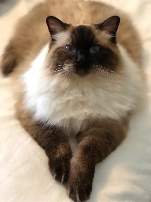 Ragdoll Cat Cats & Kittens for Rehoming Victoria Kijiji