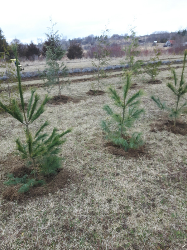 Cedar Trees in Plants, Fertilizer & Soil in Trenton - Image 3
