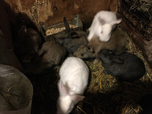 Rabbits for Sale in Livestock in Thunder Bay - Image 2