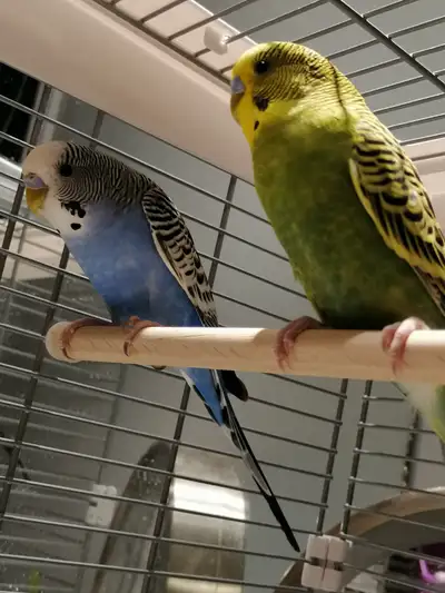 Budgie, young budgies . Cage is optional, View more