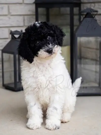 CKC Registered Moyen Parti Poodle Puppy Female, View more