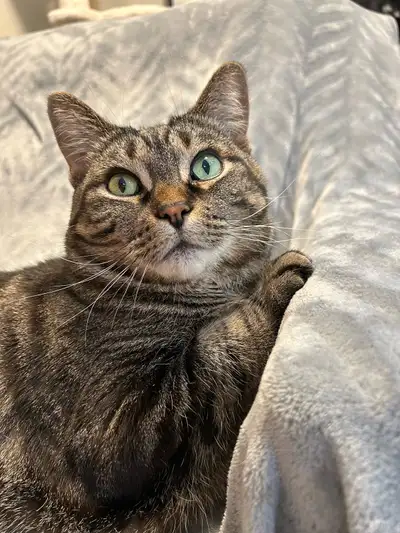 Cat - Korra, View more