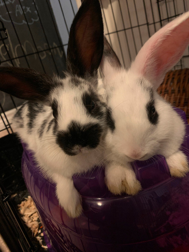 2 adult bunnies looking for good home in Small Animals for Rehoming in St. Catharines - Image 2