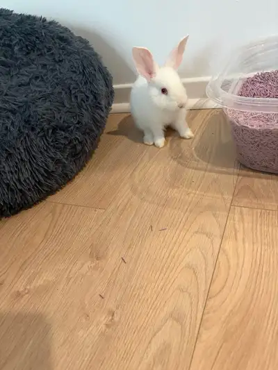 lapin à vendre , View more