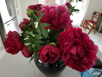 Named Herbaceous and tree peonies in pots