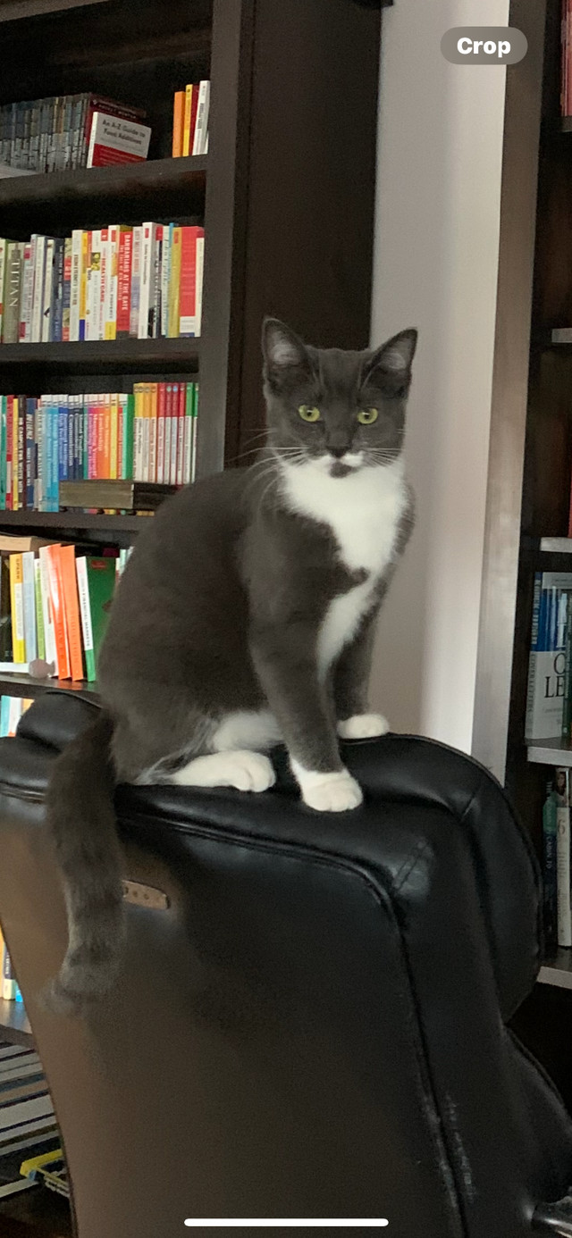 Cat for rehoming in Cats & Kittens for Rehoming in Peterborough