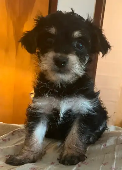 2 Morkies 2 mois (femelle et mâle), View more