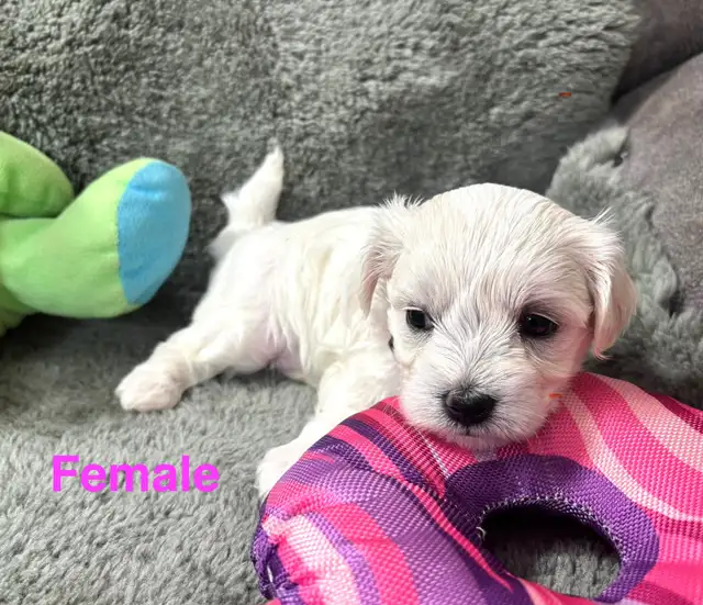 Maltese puppies in Dogs & Puppies for Rehoming in Winnipeg - Image 8