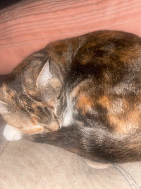 Tortoise Shell cat to rehome