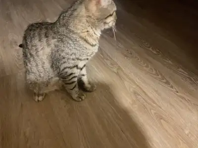 Three cats need to be picked up, View more
