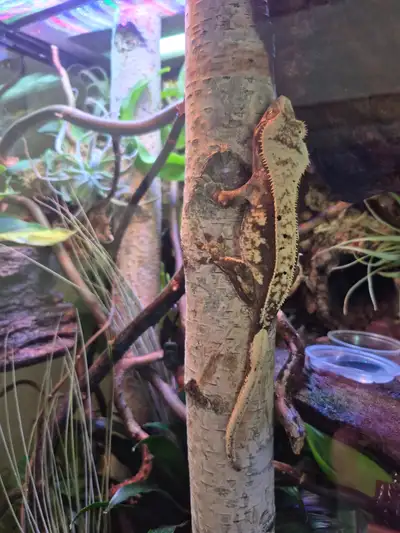 Crested Geckos and enclosures, View more