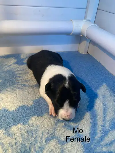 Border Collie Puppies, View more