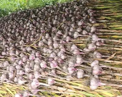 Organic garlic ., View more