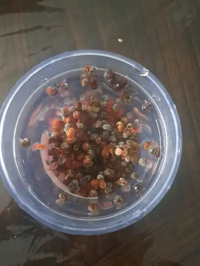 Ramshorn snail feeders (100 for $5), View more
