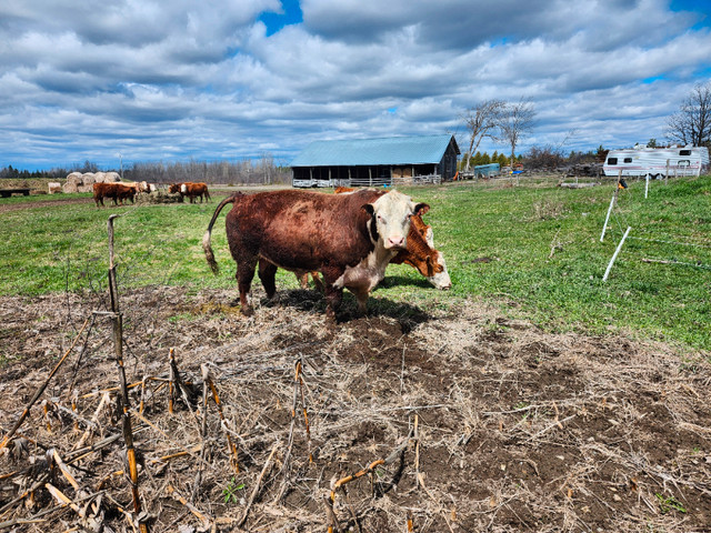 Nice Hereford bull for rent in Livestock in Ottawa - Image 3