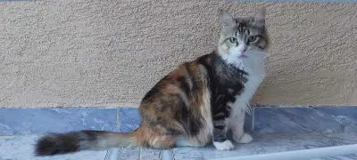 beautiful cats for adoption, View more