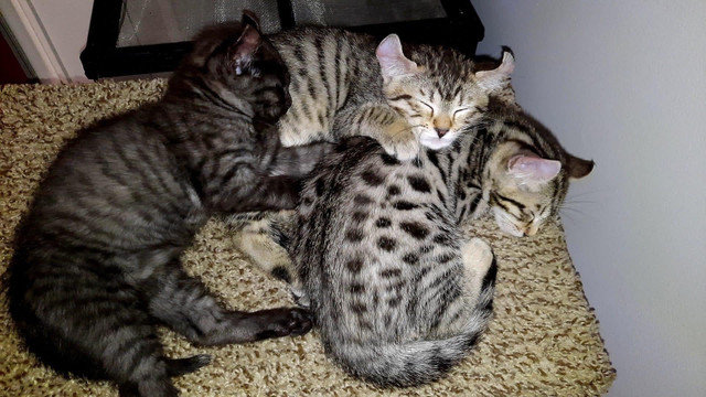 Savanna Cats mixed with Desert lynx kittens available  in Cats & Kittens for Rehoming in Barrie