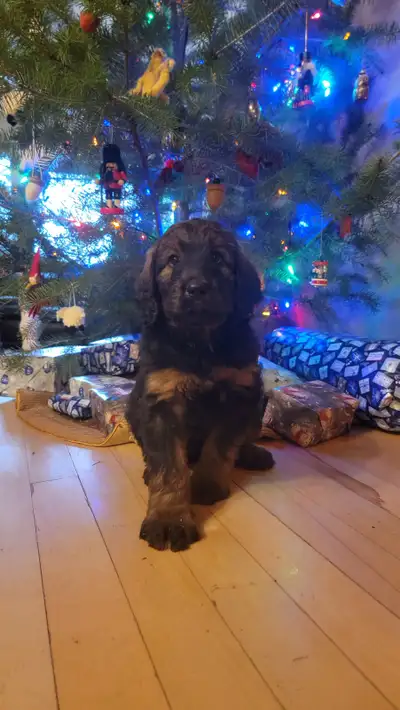 F1  tri colour hypoallergenic Bernedoodle, delivery January 5, View more