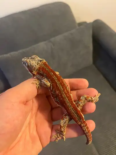 Rehoming/sale crested geckos and gargoyle geckos, View more