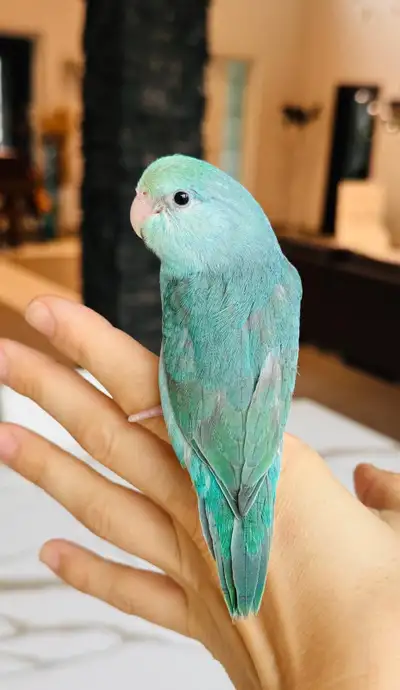 handfed and handtame parrotlets , View more