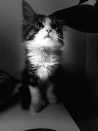 Black and white pure Maine coon kitten 