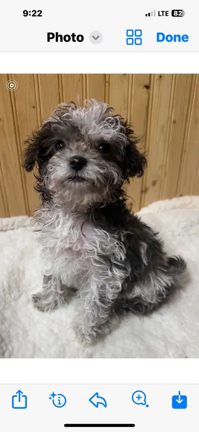 Toy Poodle  purse Puppies ❤️❤️❤️, View more