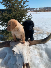 CKC REGISTERED LABRADOR PUPPIES  Yellow& Black