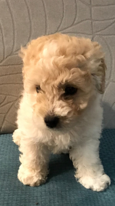 Male Mini Toy Poodle 9 weeks old $1400