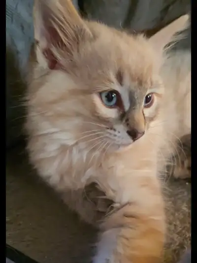 Rare - Fluffy Siamese Lynx Kitten - Soft Blue Eyes, View more