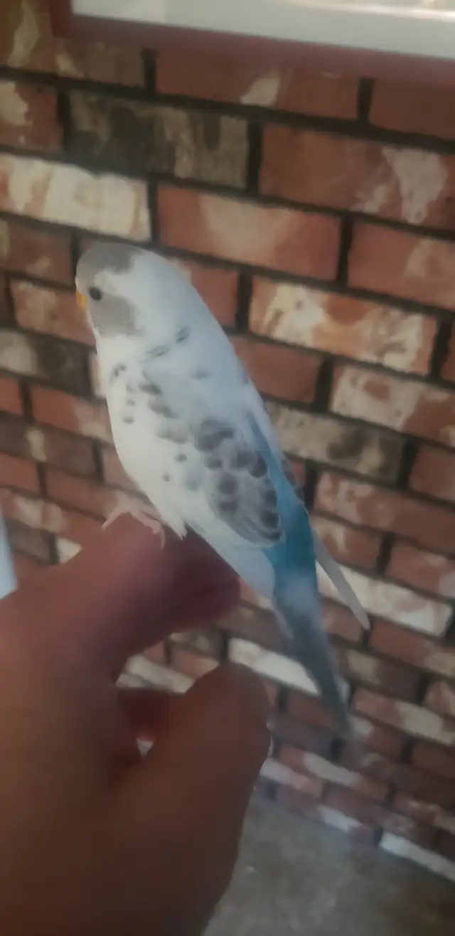 Hand tamed Baby Budgies. Visit to hold them. 3 months old. in Birds for Rehoming in Tricities/Pitt/Maple - Image 5