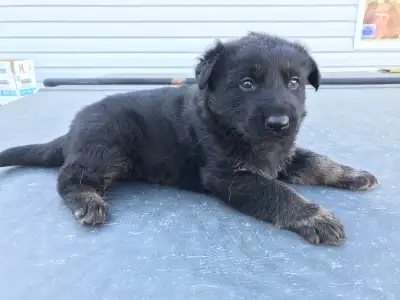 German Shepherd puppies for sale taking reservations. European Bloodline $1500 Black Sable coloring...