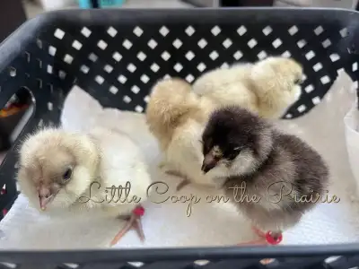PULLET CHICKS, View more