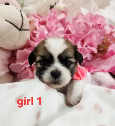 ❤️PUREBRED SHIH TZU PUPPIES ❤️, View more