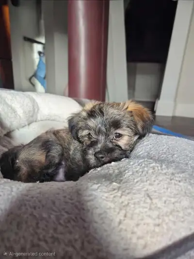 Russel/Yorkie(mom) Shih tzu/mini-poodle schnauzer(dad) puppies, View more