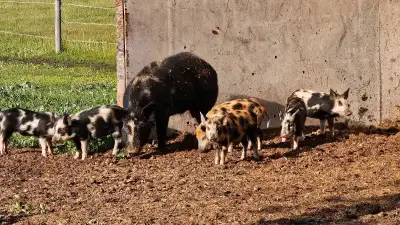 5 female piglets, View more