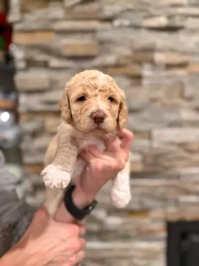 Mini Goldendoodles F2BB Pret le 5 sept!, View more