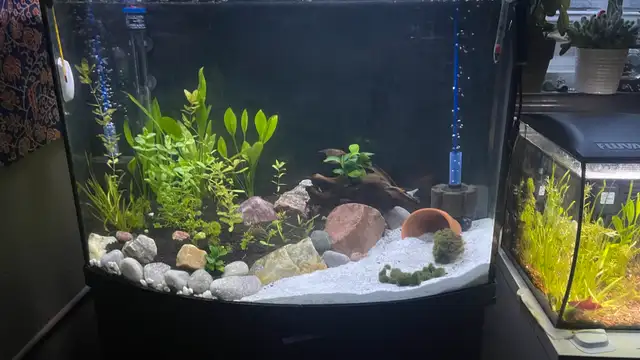 36 Gal aquarium set up in Fish for Rehoming in London - Image 3