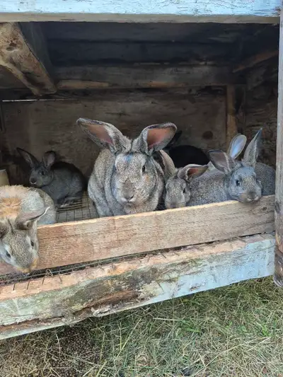 Adorable 7 week old rabbits ready to go next weekend. New Zealand/Flemish Giant/Rex mix. Great pets,...