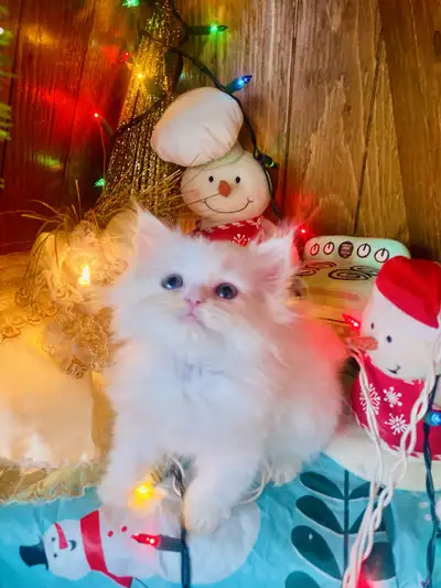 Certified Hypoallergenic Vaccinated Siberian White kittens, View more