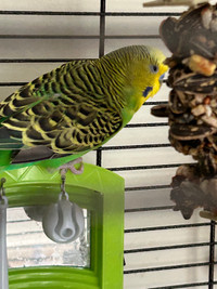 2 budges cage and food