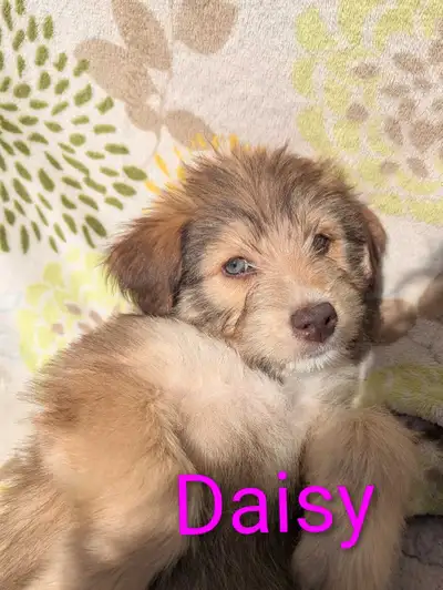 Aussiedoodle, View more