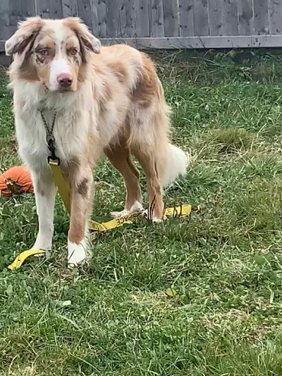 Goldendoodle et berger australien, View more