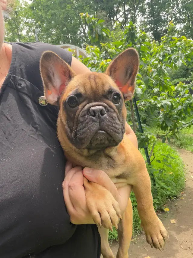 FRENCH BULLDOG PUPPIES in Dogs & Puppies for Rehoming in Ottawa - Image 5