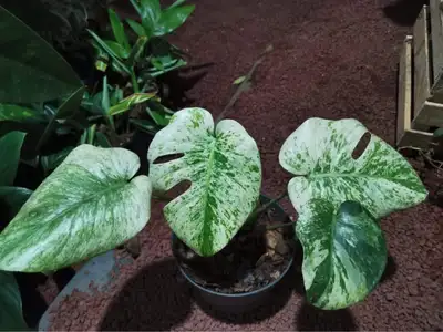 Monstera Bulbasaur rare wetstick et plante, View more