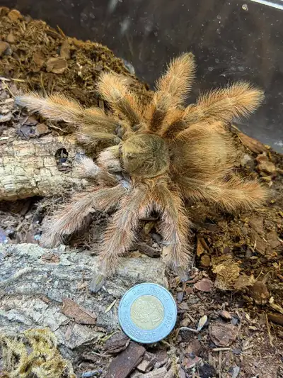 all must go inverts, View more