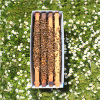 4-frame Honeybee Nucs