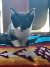 Beautiful Female Tuxedo Kitten
