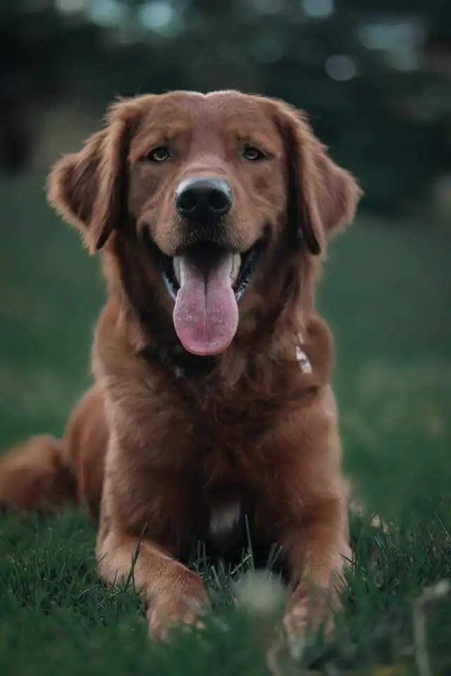 Field line Golden Retrievers in Dogs & Puppies for Rehoming in Mississauga / Peel Region - Image 2