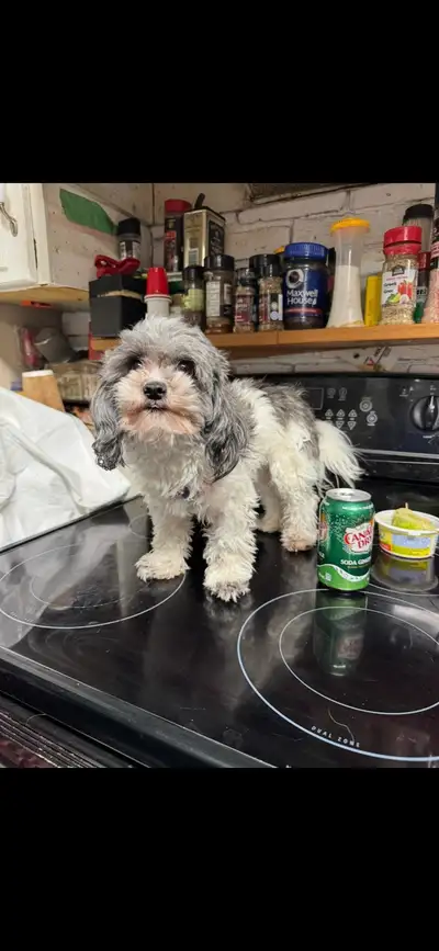 tiny Male Maltipoo, View more