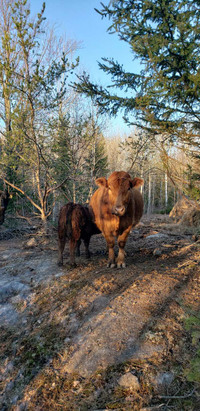 Cow Calf Pairs and Bred Cows